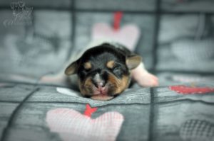 terier brazylijski terier brazylijski