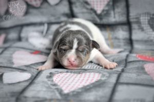 terier brazylijski blue terier brazylijski blue