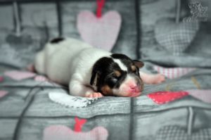 terier brazylijski terier brazylijski