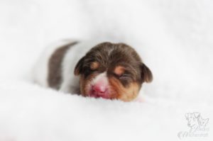 terier brazylijski brązowy terier brazylijski brązowy