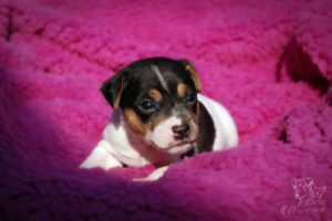 terier brazylijski szczenięta terier brazylijski szczenięta