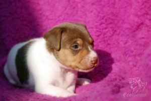 terier brazylijski brązowy terier brazylijski brązowy