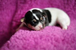 terier brazylijski szczenięta terier brazylijski szczenięta