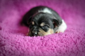 terier brazylijski hodowla terier brazylijski hodowla