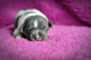 terier brazylijski niebieski terier brazylijski niebieski