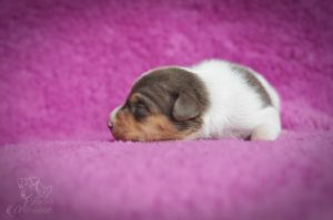 terier brazylijski brązowy terier brazylijski brązowy