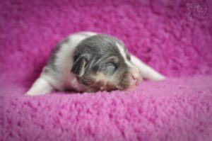 terier brazylijski błękitny