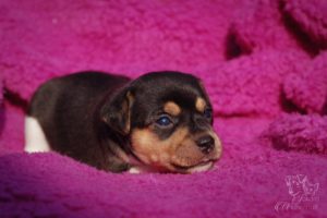 terier brazylijski hodowla terier brazylijski hodowla