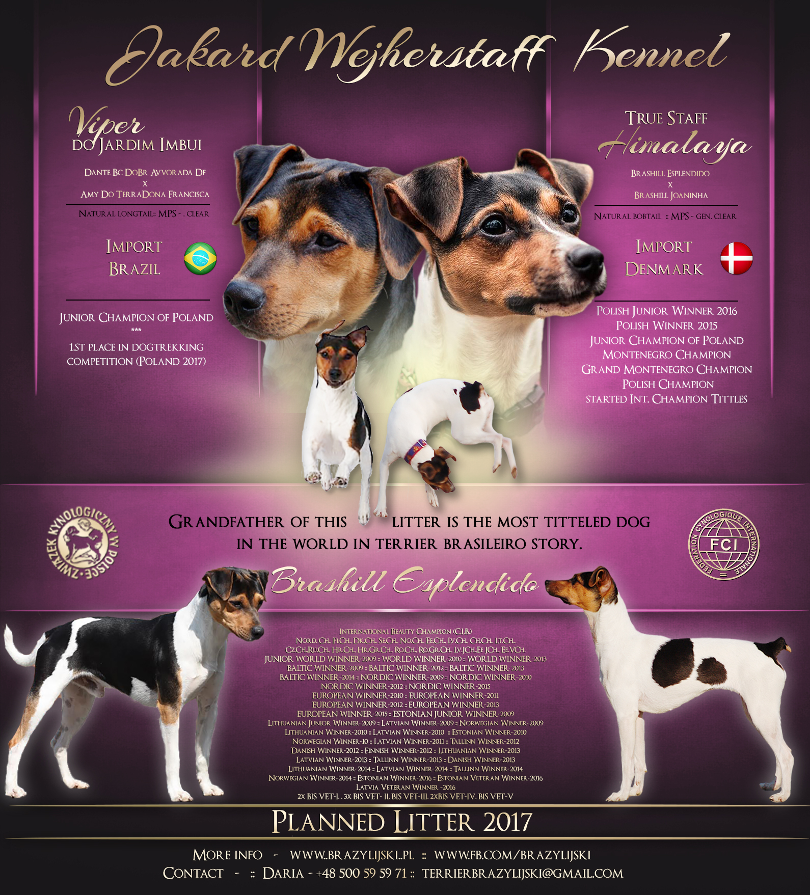 terier brazylijski szczenięta terier brazylijski szczenięta