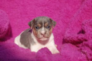 terier brazylijski błękitny terier brazylijski błękitny