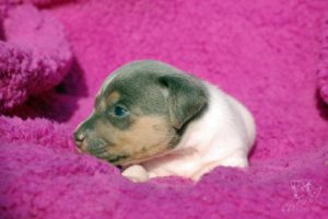 terier brazylijski niebieski terier brazylijski niebieski