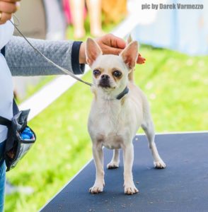 chihuahua hodowla