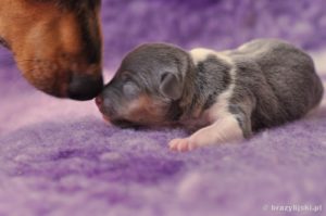 terier brazylijski hodowla