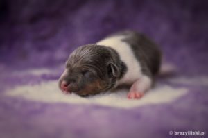 terier brazylijski hodowla