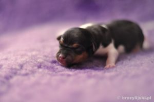 terier brazylijski hodowla