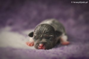 terier brazylijski hodowla