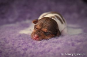 terier brazylijski hodowla