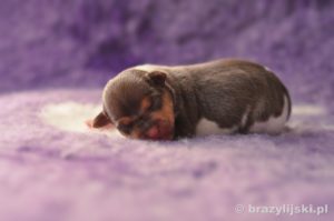 terier brazylijski hodowla