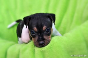 terier brazylijski szczeniaki