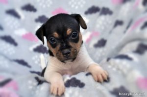 terier brazylijski szczeniaki