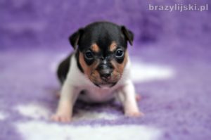 terier brazylijski
