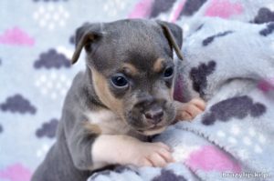 terier brazylijski szczeniaki