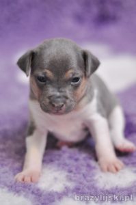 terier brazylijski