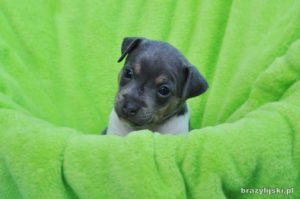 terier brazylijski szczeniaki