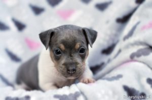 terier brazylijski szczeniaki