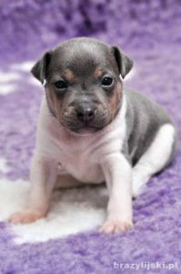 terier brazylijski
