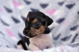 terier brazylijski szczeniaki