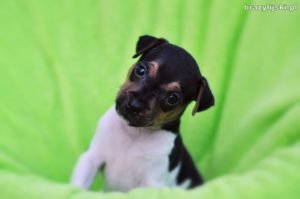 terier brazylijski szczeniaki