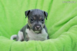 terier brazylijski szczeniaki