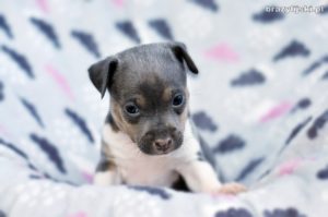 terier brazylijski szczeniaki