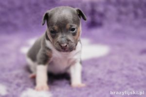 terier brazylijski