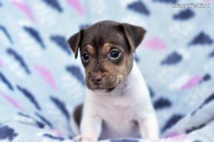 terier brazylijski szczeniaki