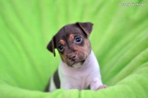 terier brazylijski szczeniaki