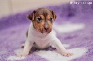 terier brazylijski