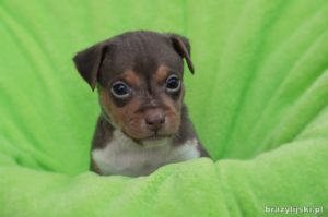 terier brazylijski szczeniaki