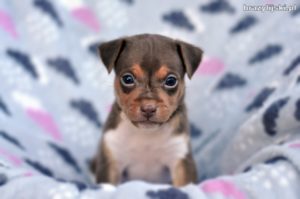 terier brazylijski szczeniaki