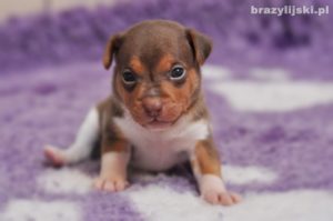 terier brazylijski