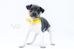 terier brazylijski niebieski