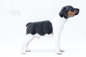 terier brazylijski niebieski