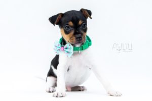 terier brazylijski czarny