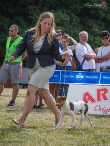 terier brazylijski Agnieszka onuk
