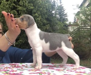 terier brazylijski szczeniak niebieski